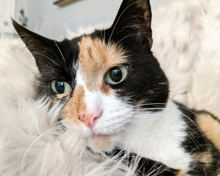 Sprinkles the Cat 03