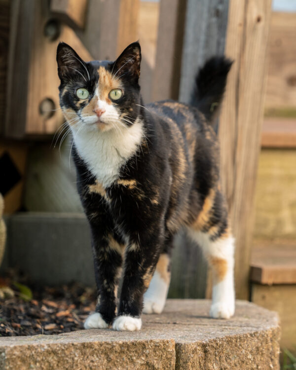 Sprinkles the Cat 04