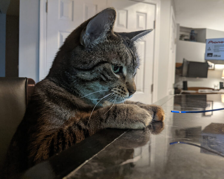 Tootsie about to play