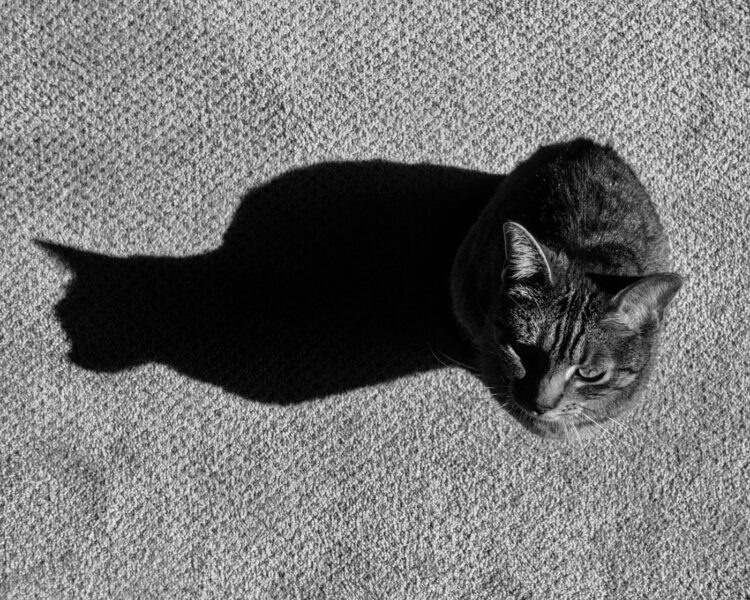Shadow of a cat