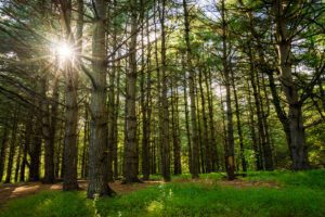 A photograph of a sunburst through the trees at Peace Valley Park