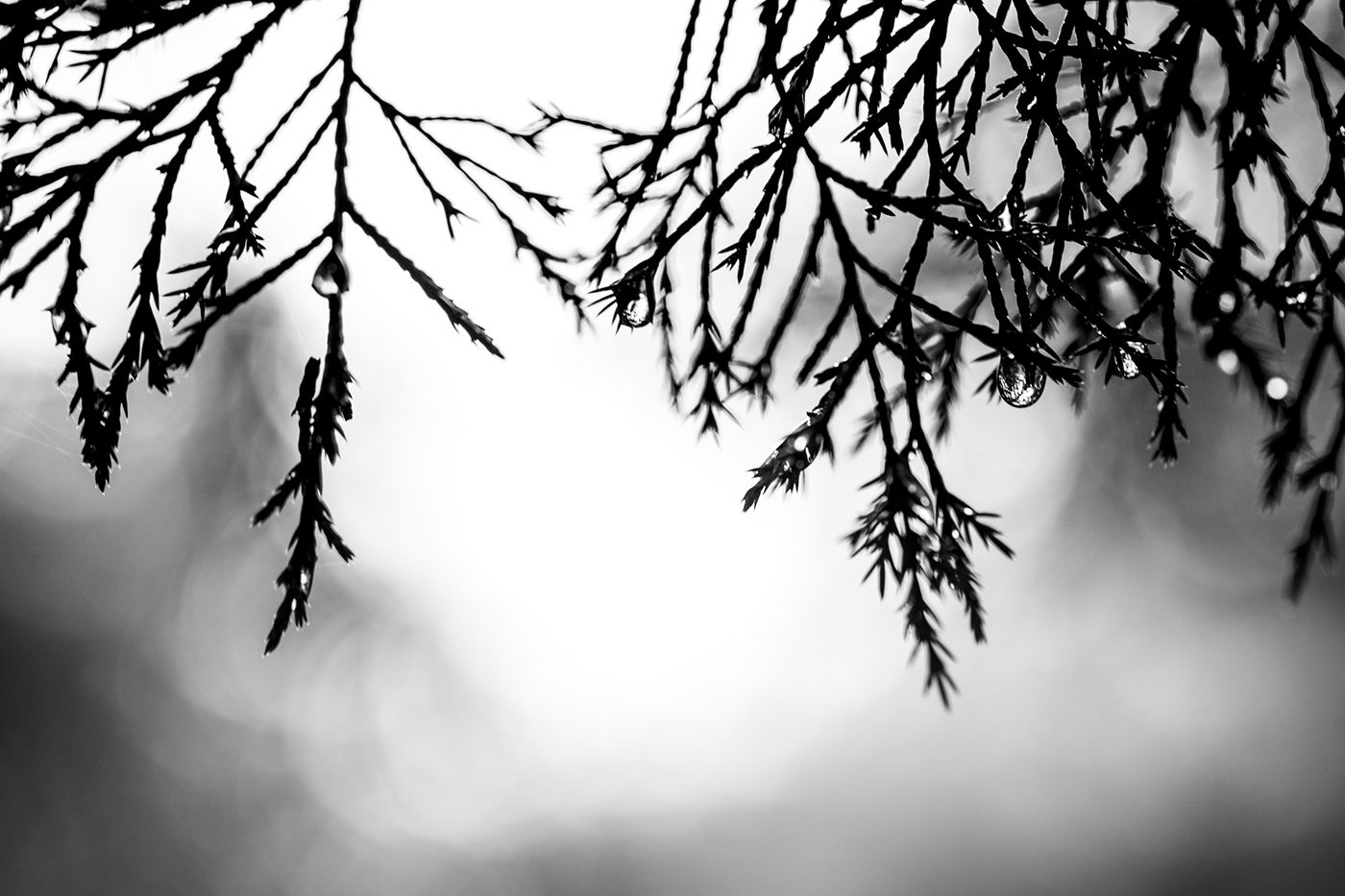A photo of a drip hanging off the pine branches