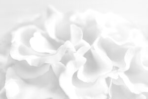 A close up photograph of a flower