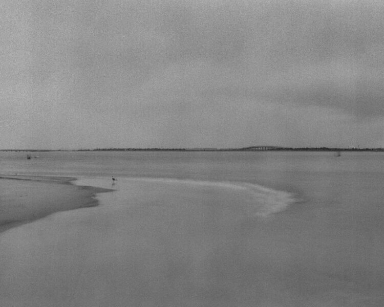 Birds in the waves on a rainy day