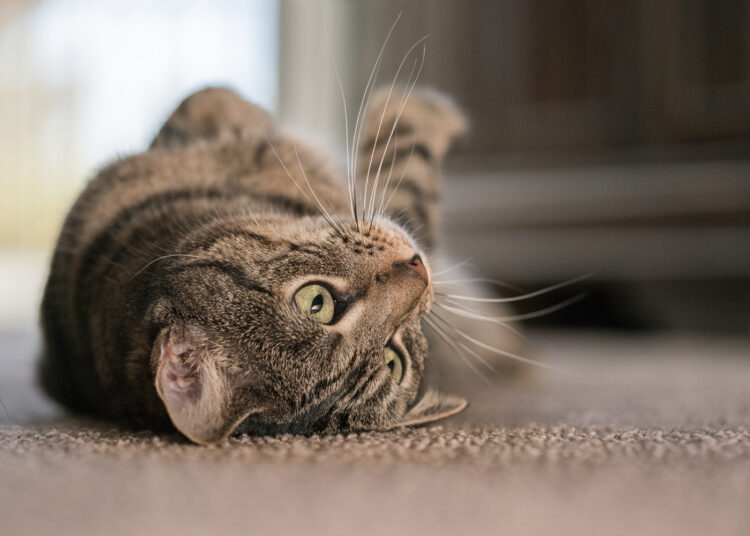 Cat rolling over