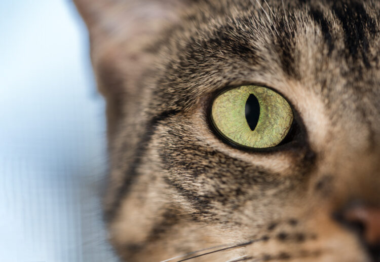 Close up of a cat's eye
