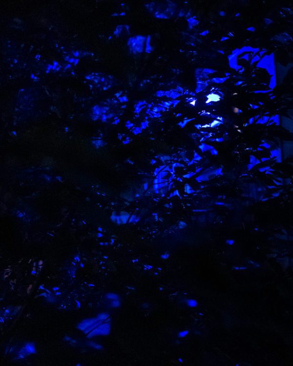 Ghastly figure in the trees